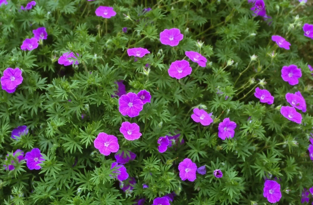 Geranium PATRICIA (BAREROOT) ‘STARTER PLANT’ - Caribbeangardenseed