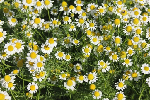 German Chamomile Herb Seeds(Matricaria Recutita) Open pollinated Garden Herb - Caribbeangardenseed