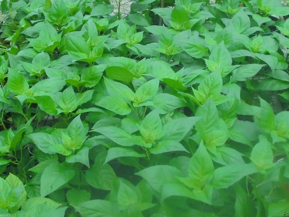 Ghost Pepper SEEDS, Yellow Bhut Jolokia ,Capsicum Chinense -VERY HOT - Caribbeangardenseed