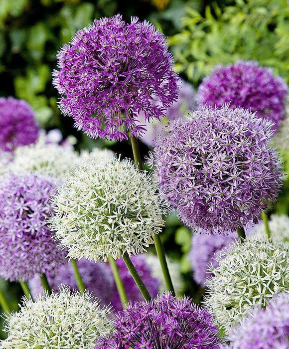 Giant Allium Bulbs- Around the Globe Mix, - Caribbeangardenseed