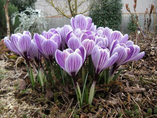 GIANT CROCUS Bulbs, PICKWICK, Dutch Crocus Bulbs - Caribbeangardenseed