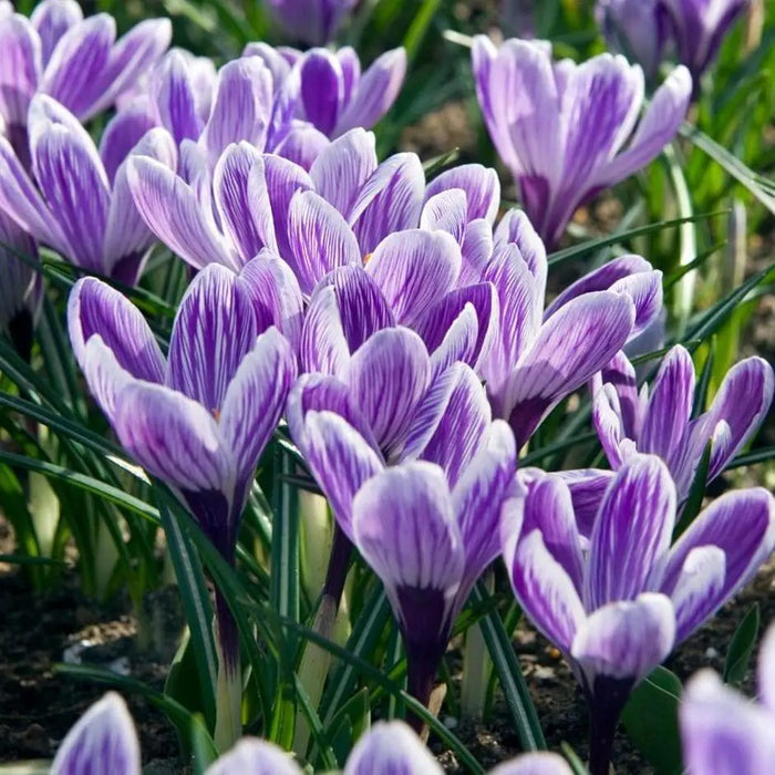 King of the Striped Giant Crocus BULBS - Caribbeangardenseed