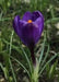 Giant CROCUS Record - FALL BULBS - Caribbean garden seed