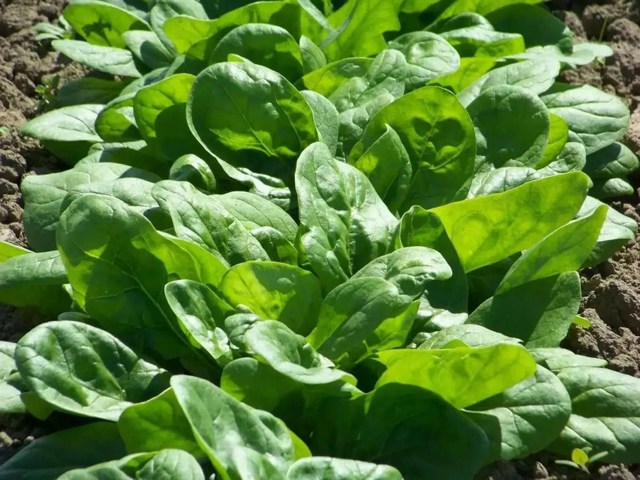Giant Noble' Spinach Seeds ~ Organic VEGETABLES, ANNUAL - Caribbean garden seed