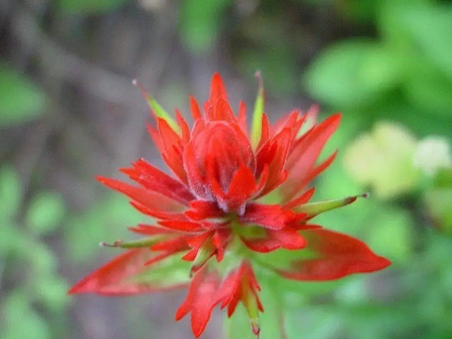 Giant Red Indian Paintbrush Seeds - Caribbeangardenseed