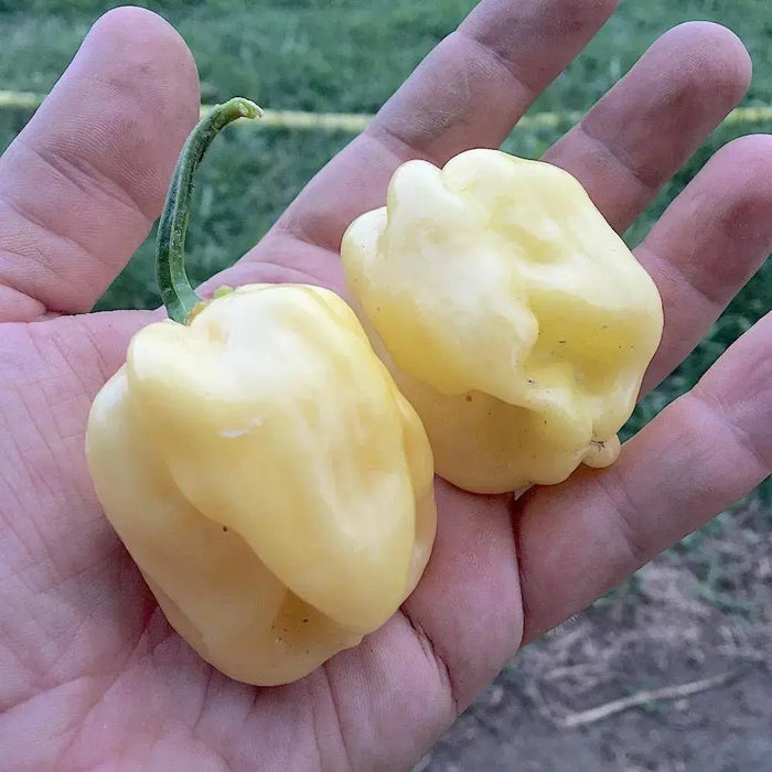 GIANT White Habanero, Pepper Seeds (capsicum chinense) - Caribbeangardenseed