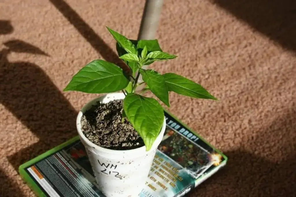 GIANT White Habanero, Pepper Seeds (capsicum chinense) - Caribbeangardenseed