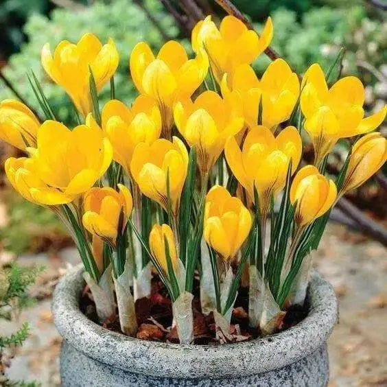 GIANT YELLOW ,Crocus Bulbs - Caribbean garden seed