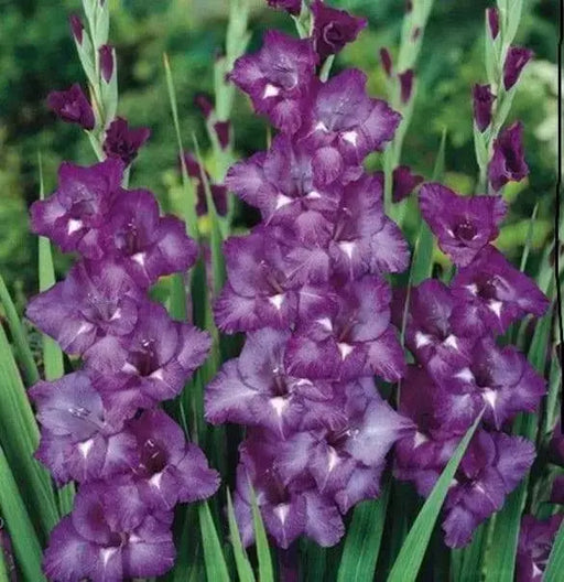 Gladiolus bulbs (corms)- Blue Isle 'Sword lily' ,Summer flowering, Attracts Butterflies - Caribbeangardenseed