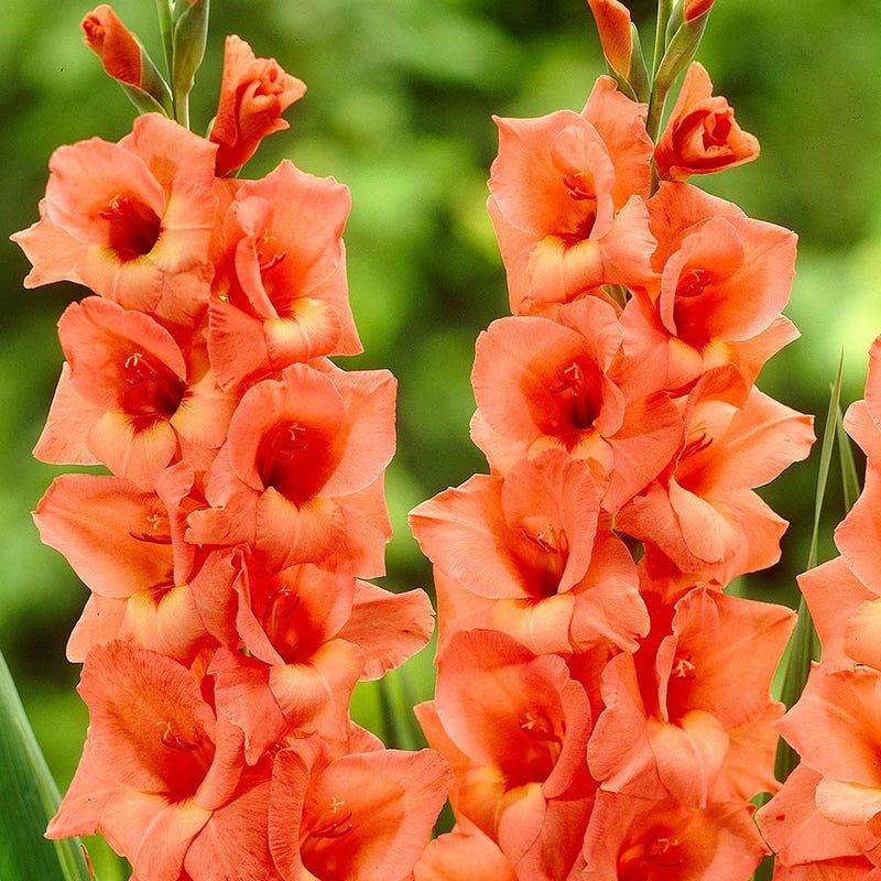 Gladiolus bulbs (corms)- Jessica, We sell only top grade corms. #1’s: 12/14 cm ,Summer flowering, Perennial-Now Shipping !
