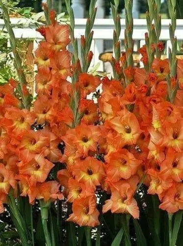 Gladiolus bulbs (corms) - Olympic Flame (10 Bulbs) Summer flowering, Perennial - Caribbean garden seed