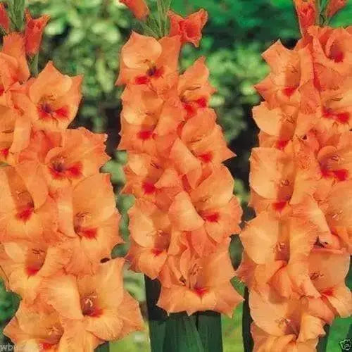 Gladiolus bulbs (corms) Peter Pears -(10 Bulbs),, Perennial, - Caribbean garden seed