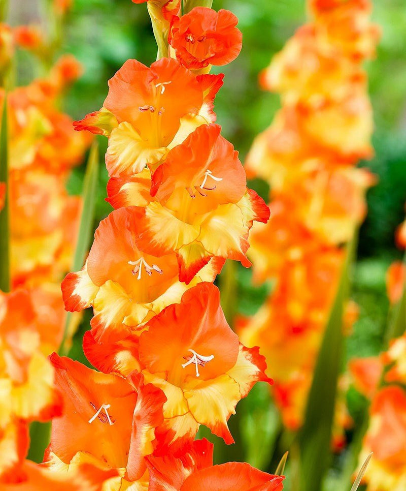 Gladiolus bulbs (corms)- Princess Magareth Rose ,We sell only top grade corms. #1’s: 12/14 cm ,Summer flowering, Perennial-Now Shipping !