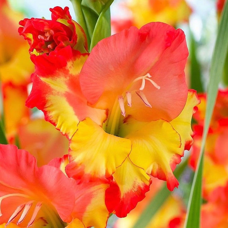 Gladiolus bulbs (corms)- Princess Magareth Rose ,We sell only top grade corms. #1’s: 12/14 cm ,Summer flowering, Perennial-Now Shipping !