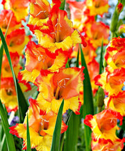 Gladiolus bulbs (corms)- Princess Magareth Rose ,We sell only top grade corms. #1’s: 12/14 cm ,Summer flowering, Perennial-Now Shipping !
