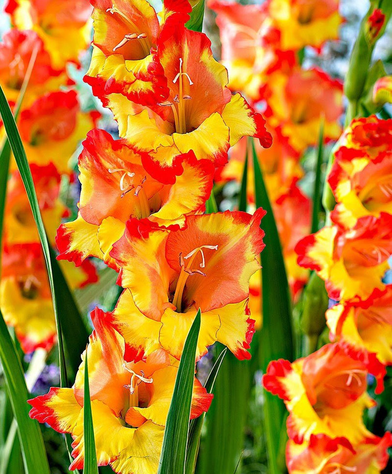 Gladiolus bulbs (corms)- Princess Magareth Rose ,We sell only top grade corms. #1’s: 12/14 cm ,Summer flowering, Perennial-Now Shipping !