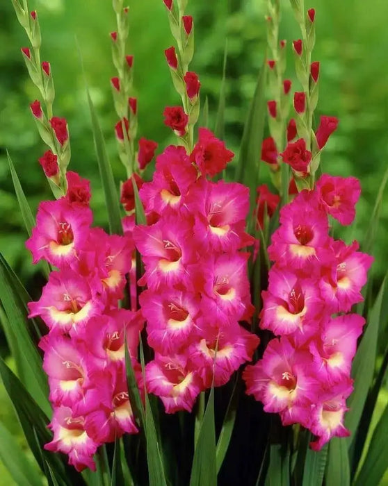 Gladiolus  bulbs (corms)- Rhapsody in Blue 'Sword lily' - Caribbean garden seed