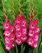 Gladiolus  bulbs (corms)- Rhapsody in Blue 'Sword lily' - Caribbean garden seed