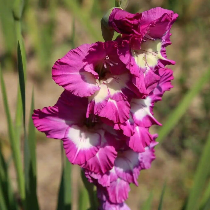 Gladiolus bulbs (corms)- Rhapsody in Blue 'Sword lily' - Caribbeangardenseed