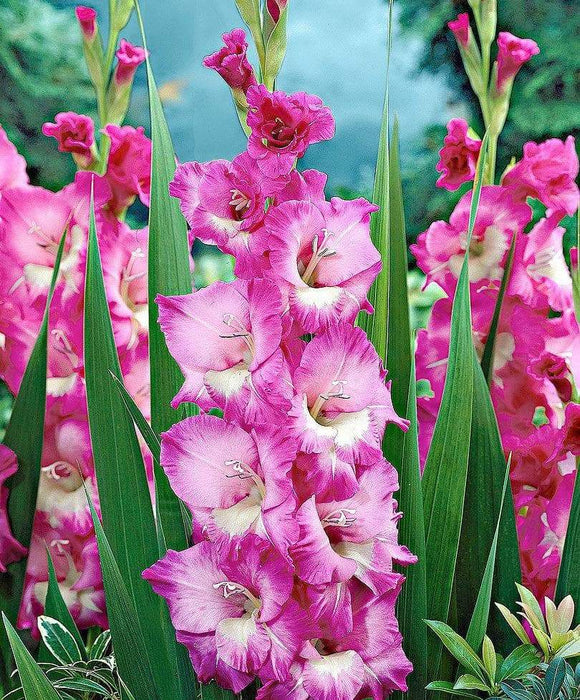 Gladiolus bulbs (corms)- Rhapsody in Blue 'Sword lily' - Caribbeangardenseed