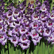 Gladiolus bulbs (corms)- Vista, We sell only top grade corms. #1’s: 12/14 cm ,Summer flowering, Perennial-Now Shipping !