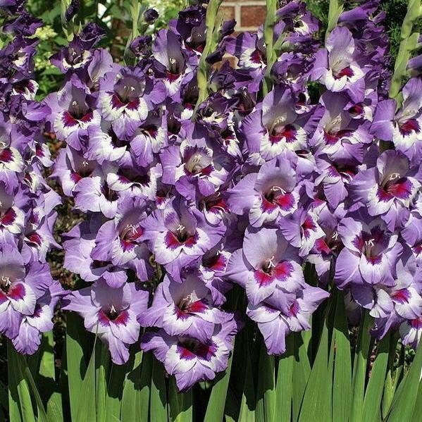 Gladiolus bulbs (corms)- Vista, We sell only top grade corms. #1’s: 12/14 cm ,Summer flowering, Perennial-Now Shipping !