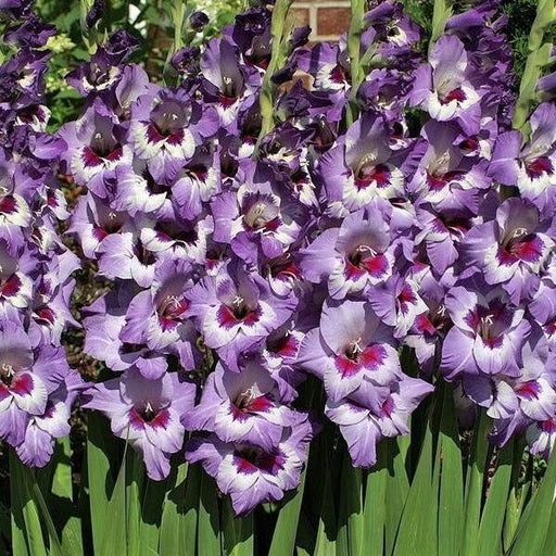 Gladiolus bulbs (corms)- Vista, We sell only top grade corms. #1’s: 12/14 cm ,Summer flowering, Perennial-Now Shipping !