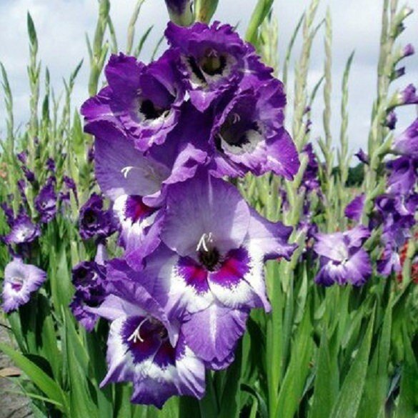 Gladiolus bulbs (corms)- Vista, We sell only top grade corms. #1’s: 12/14 cm ,Summer flowering, Perennial-Now Shipping !