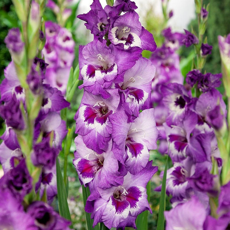 Gladiolus bulbs (corms)- Vista, We sell only top grade corms. #1’s: 12/14 cm ,Summer flowering, Perennial-Now Shipping !