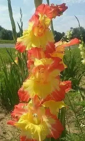 Gladiolus bulbs (corms) Hot n' Spicy Mix -( Bulbs),, Perennial, - Caribbeangardenseed