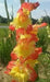 Gladiolus bulbs (corms) Hot n' Spicy Mix -( Bulbs),, Perennial, - Caribbeangardenseed