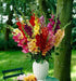 Gladiolus  bulbs- Mix color  (10 Bulbs),Summer flowering, - Caribbean garden seed