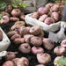 Gladiolus  bulbs- Mix color  (10 Bulbs),Summer flowering, - Caribbean garden seed