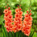 Gladiolus (10 BULBS)- Jessica, PERENNIAL FLOWERS - Caribbeangardenseed