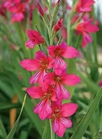 Gladiolus Byzantinus Bulbs, PERENNIAL FLOWERS - Caribbean garden seed