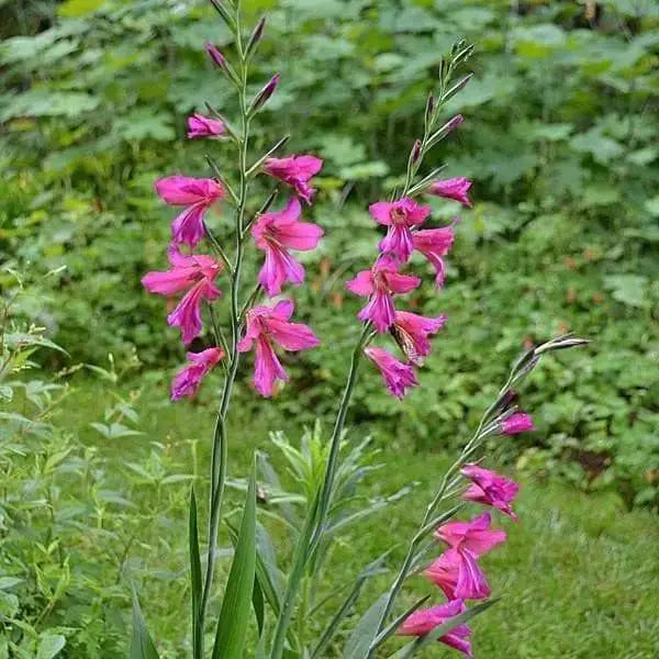 Gladiolus Byzantinus Bulbs, fabulous, perennial - Caribbeangardenseed