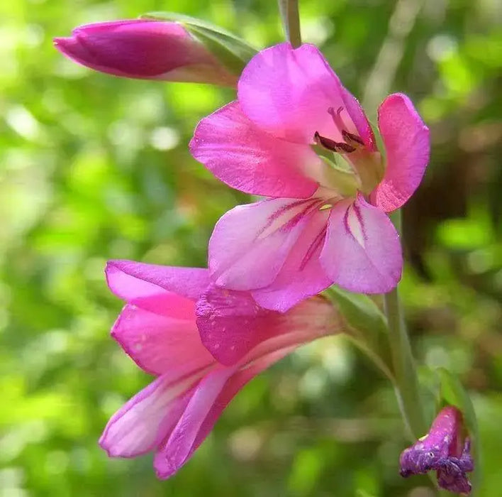 Gladiolus Byzantinus Bulbs, fabulous, perennial - Caribbeangardenseed