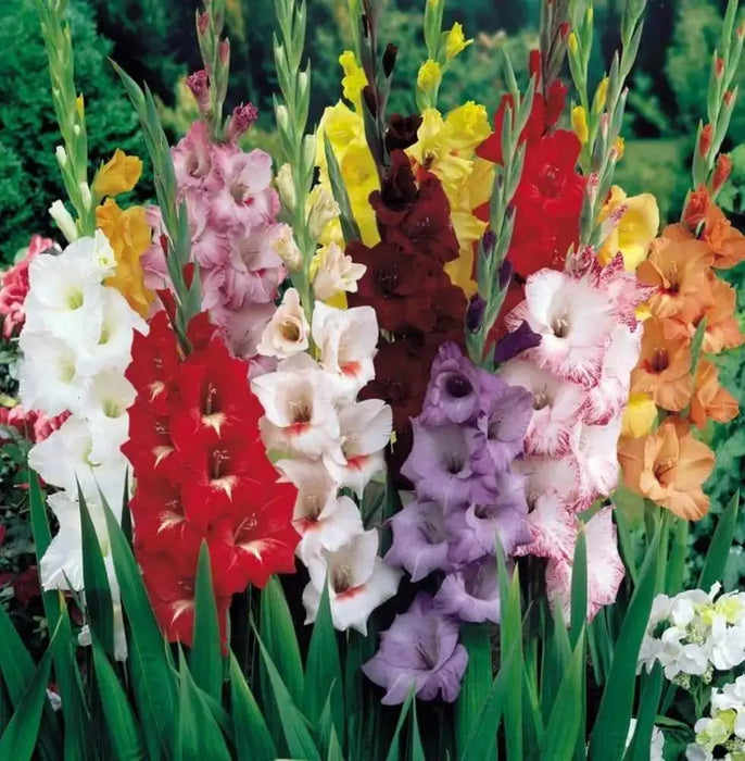 Gladiolus Sunset Mix bulbs (corms), Summer flowering, Great for Borders Containers & Cutting. - Caribbeangardenseed