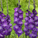 Gladiolus Violetta ( Bulbs) PERENNIAL FLOWERS - Caribbean garden seed