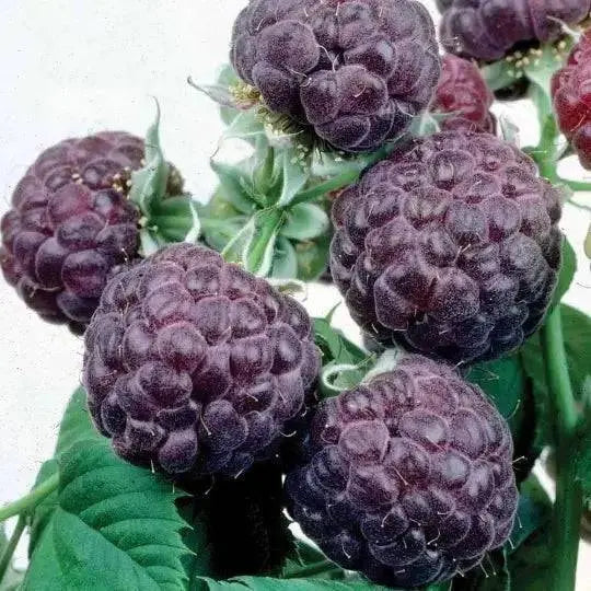 GLENCOE RASPBERRY ( 4'POT ) STARTER PLANT,PERENNIAL SHRUB - Caribbean garden seed