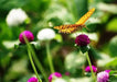 Globe Amaranth mix (Gomphrena Globosa ) Flowers Seeds - Caribbeangardenseed