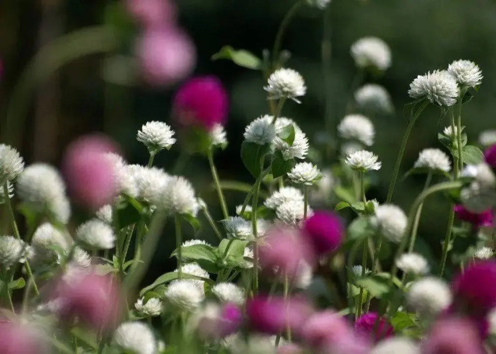 Globe Amaranth mix (Gomphrena Globosa ) Flowers Seeds - Caribbeangardenseed