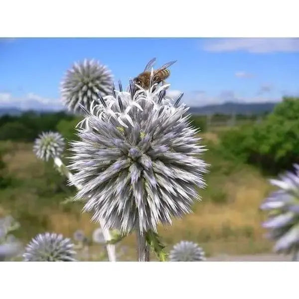 globe-thistle flowers SEEDS, Arctic Glow - Caribbeangardenseed