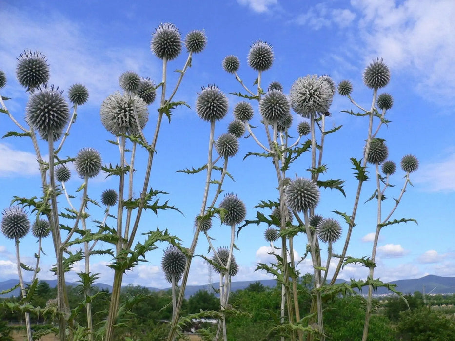 globe-thistle flowers SEEDS, Arctic Glow - Caribbeangardenseed