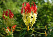 Gloriosa Lily, Climbing Lily ,Flame Lily (GlGoriosa superba) SEEDS - Caribbeangardenseed