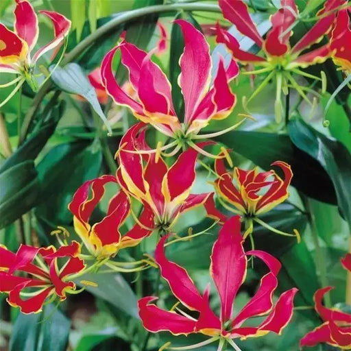 Gloriosa Lily,Lily ( Bulb) - Crimson Red/Yellow Perennial Vine - Caribbean garden seed