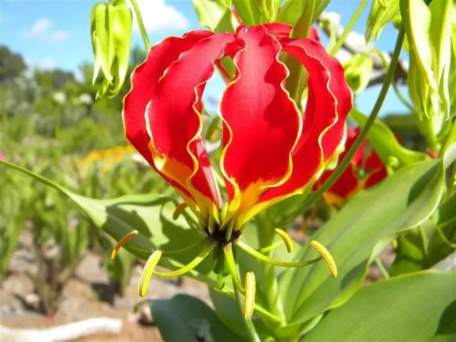 Gloriosa Lily,Lily ( Bulb) - Crimson Red/Yellow Perennial Vine - Caribbeangardenseed