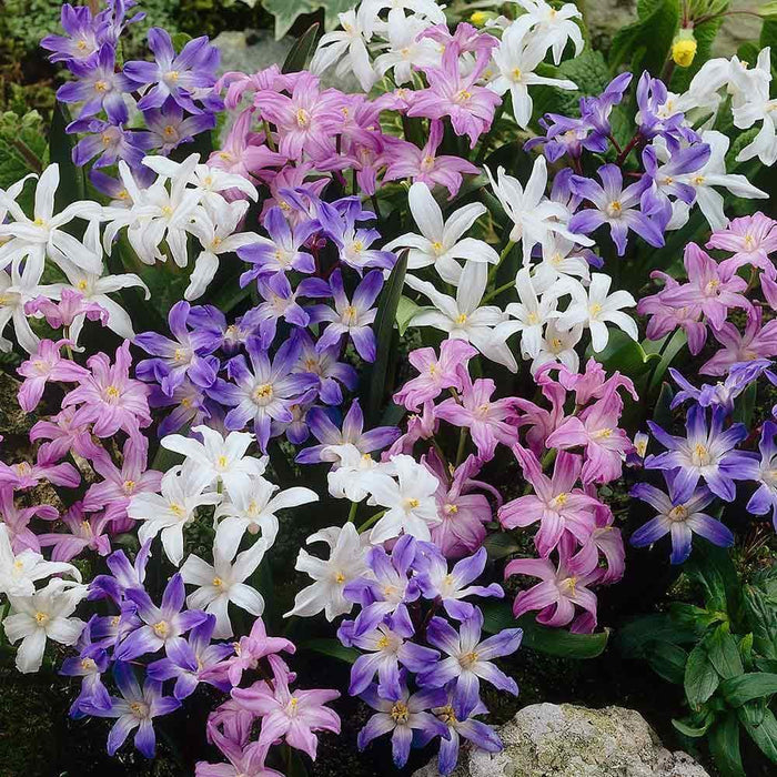 Chionodoxa luciliae Bulbs, Mixed Glory of snow ,Self-seed freely under trees or shrubs. - Caribbeangardenseed