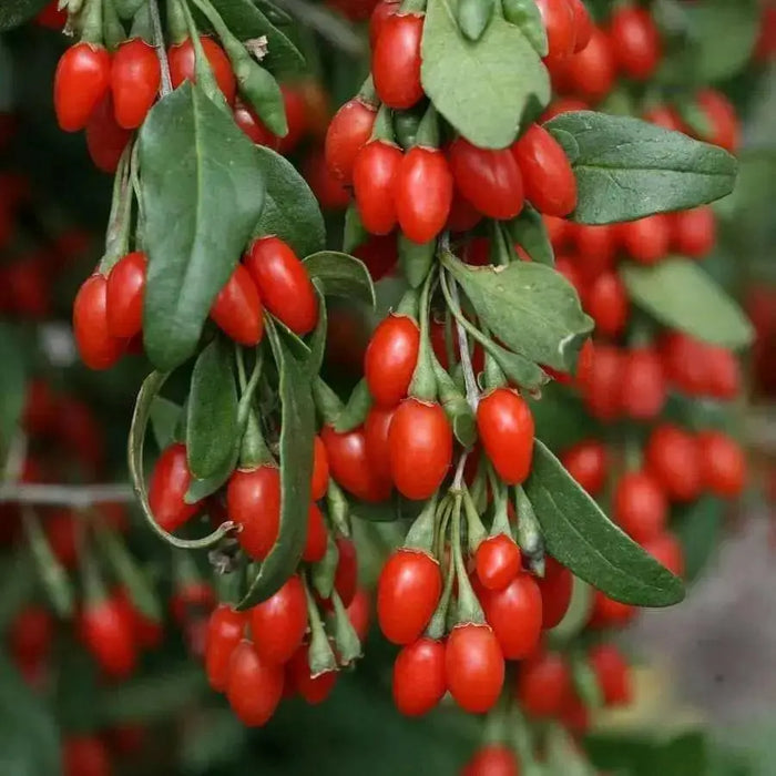 GOJI BERRY Seed,Out Of Pod (Wolfberry; Gou-gi-zi; Matrimony vine) Asian Vegetable - Caribbean garden seed