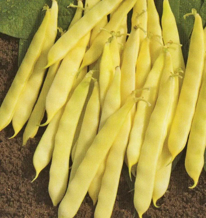 Gold of Bacau, POLE Bean seed, ORGANIC HEIRLOOM - Caribbean garden seed